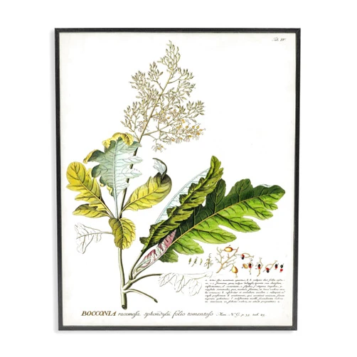 Stupell Industries Botanical Plant Illustration Leaves Vintage Design Black Framed Wall Art, Multi-Color, 11 x 14