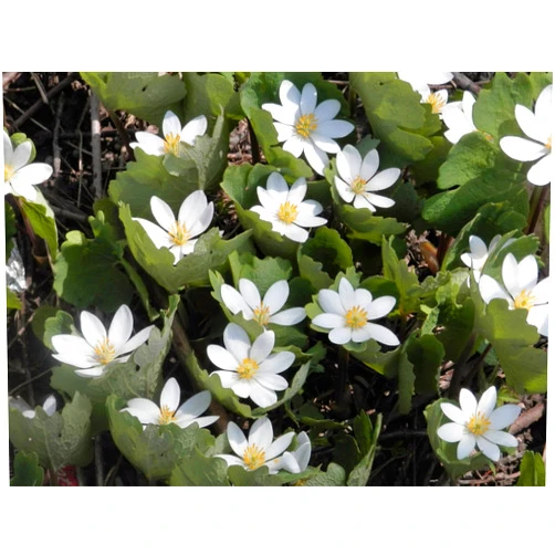 Pakuda 10 White Bloodroot Sanguinaria Canadensis Shade Ground Cover Flower (PKD) ct Can Grow in Pot