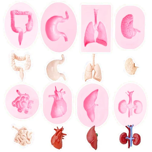 Ywzbomoldrm Human Organs Shape Silicone Molds 8 Pcs, Heart Brain Silicone Mold Liver Intestinal Lung Chocolate Fondant Mold for Cake Decoration, Candy, Cupcake Topper, Cake Pop, Popsicle, Candle