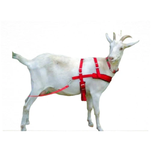 Carter Pet Supply Goat Pulling Harness with Tugs Pulling Carts, Wagons Brush Work (Standard, Red)