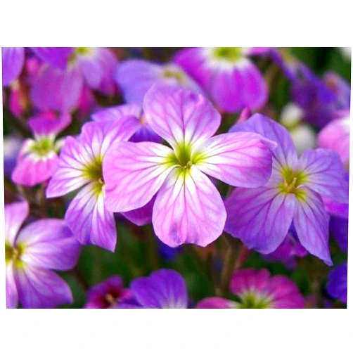 SVI 1000 EVENING (NIGHT) SCENTED STOCK Matthiola Bicornis Flower Seeds by Seedville