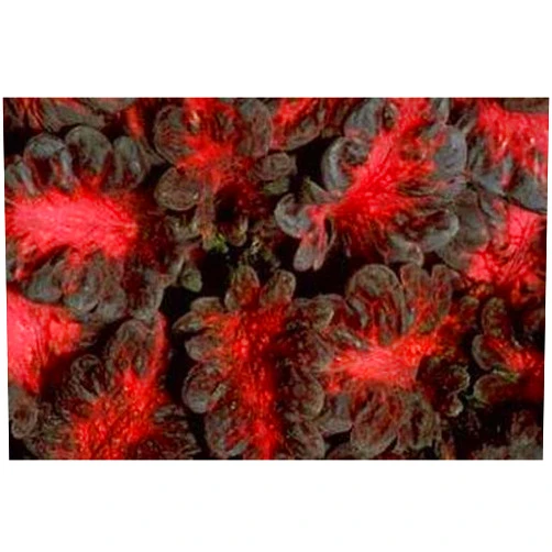 Pasegreenhouses Coleus Black Dragon Annual Seeds