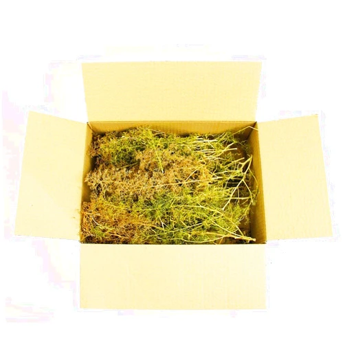 WWS War World Scenics WWScenics Seafoam Trees Box Mixed Size – Model Scenery