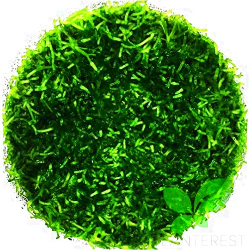 PLANTEREST Riccia Fluitans in Nutrii Cup Live Aquarium Plant Decorations BUY2GET1FREE