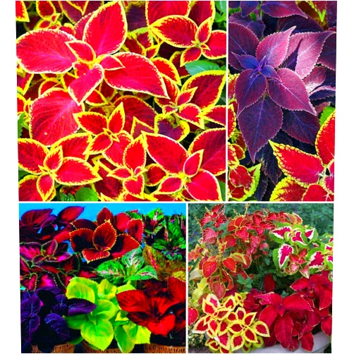 S-pone 100+ Rare Mixed Coleus Flowers Seeds Rainbow Coleus Wizard Mixed Perennial Foliage Plant
