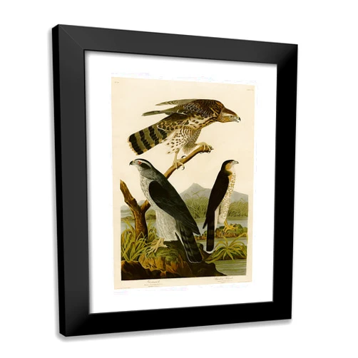 ArtDirect Audubon, John 19x24 Black Modern Framed Art Print Titled: Goshawk Stanley Hawk
