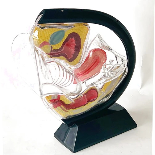 BAIXDM Uterus Model, Female Transparent Uterine Anatomy Model, Visible Uterine Wall, Include Pelvic Cavity Abdominal Bladder Ovary Rectum Coccyx, for Teaching Supply