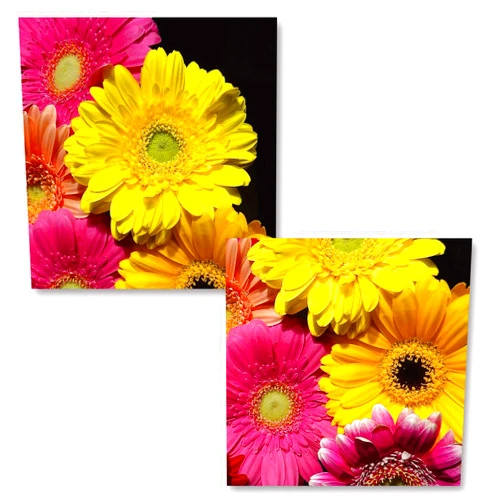 ArtGirlJJ Set of 2 Gerbera Daisy Poster Prints 12x12in Floral Wall Art Colorful Decor