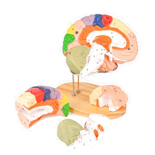Ultrassist Human Brain Model for Neuroscience, Brain Model Labeled with Study Guide, for Science Education Study Display