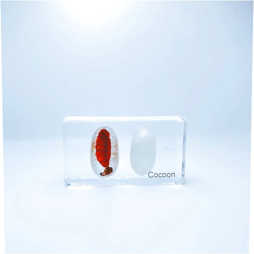 BETENSH Multiple Styles Resin Insects, Insect Specimens,Resin Preservation, Resin Amber for Kids Science Education, Collection, Decorative (Cocoon)