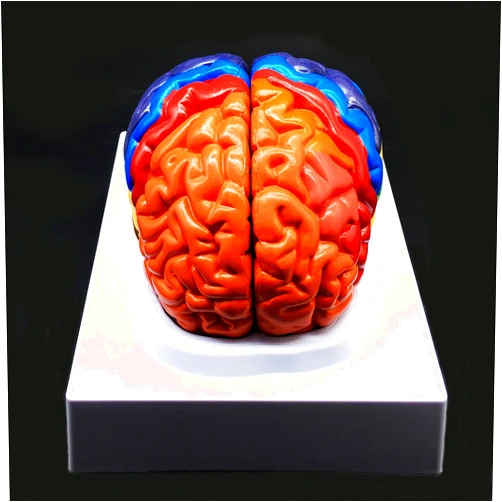 XINDAM Human Brain Model,Color-Coded Partitioned Brain，2 Parts, Anatomically Accurate Brain Model Life Size Human Brain Anatomy for Science Classroom Study Display Teaching Medical Model