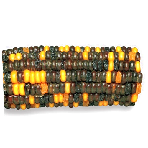 Carolina Corn Segregating Ear, R And Su Alleles 9:3:3:1