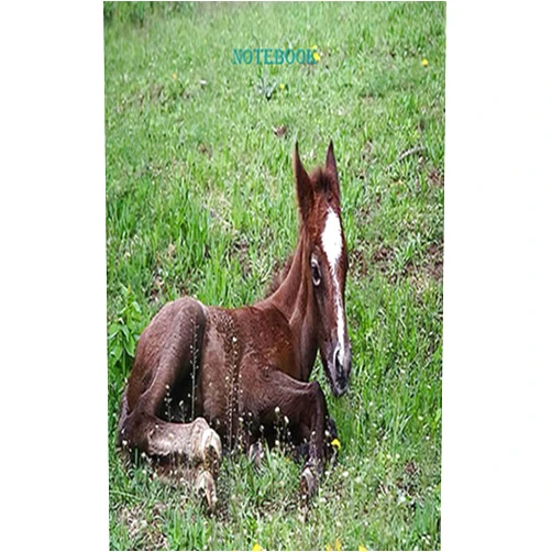 By Amanda Holmes (Author) Notebook 5x8
