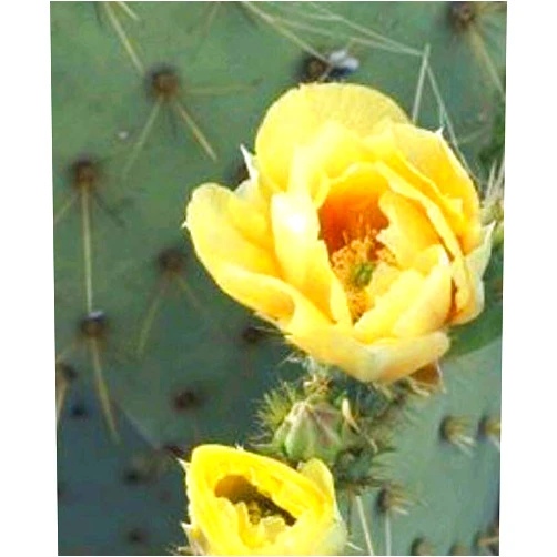 Yunakesa 2 pad, Eastern Prickly Pear Cactus Plant, Hardy Zone 5,,, 2 Healthy CUTTINGS 5+, (FF) for Gardening and Planting