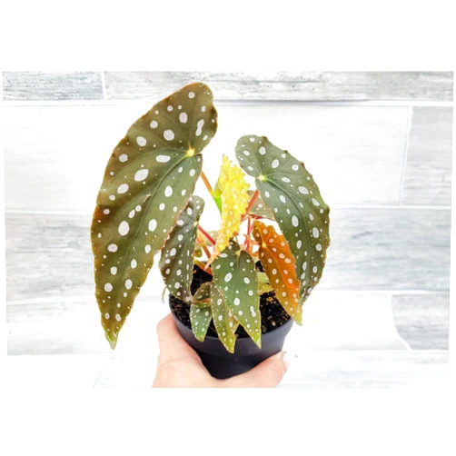 3exoticgreen Begonia Maculata Angelwing - 4 Inch Pot, Rare Exotic Tropical Indoor Plants Live Houseplants, Live Indoor Plants for Home or Office, Easy to Grow Housewarming Gift by 3exoticgreen