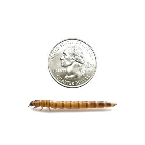 Dubia Roaches Dubia.com 500 Large Superworms Live Premium Super Worms for Reptiles, Bearded Dragons, Baby Geckos, and Turtles Rich in Protein and Nutrition Zophobas Morio Larvae Stage Easy to Store and Use