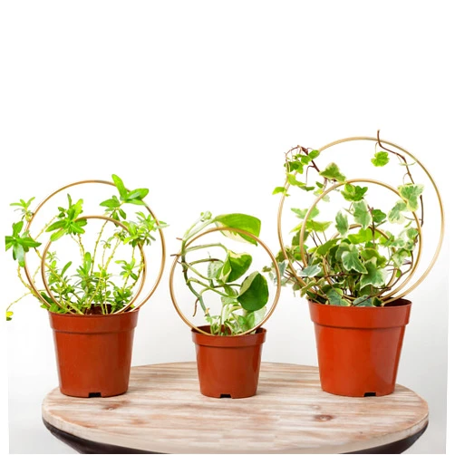 Mirthdino Hoya Trellis- Metal Plant Trellis Indoor 3-Pack for Climbing Plants - Gold Small Garden Trellis for Ivy and Flowers - Unique Patterns - Outdoor Potted Plant Support