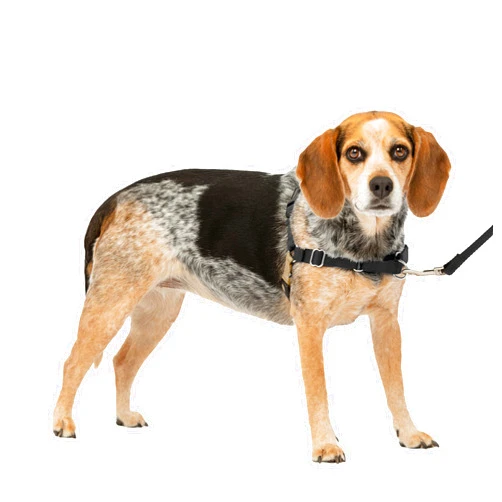 PetSafe Easy Walk No-Pull Dog Harness - The Ultimate Harness to Help Stop Pulling - Take Control & Teach Better Leash Manners - Helps Prevent Pets Pulling on Walks, Small/Medium, Black/Silver