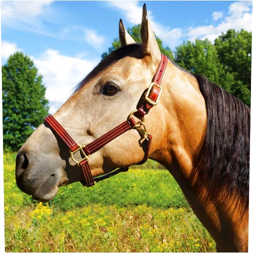 Walsh British Leather Halter, Large Horse, Size 8