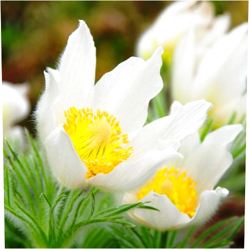 GardenSeedsMarket White Pasque Flower seeds - Anemone pulsatilla