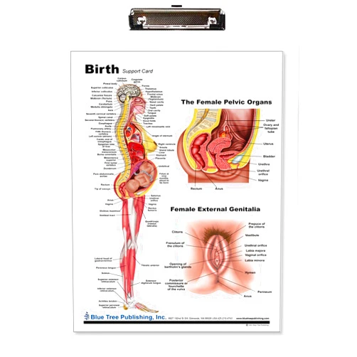 Blue Tree Publishing Birth Dry Erase Clipboard, Pregnancy and Birth Anatomy - Anatomical Chart of Pregnant Female - 9