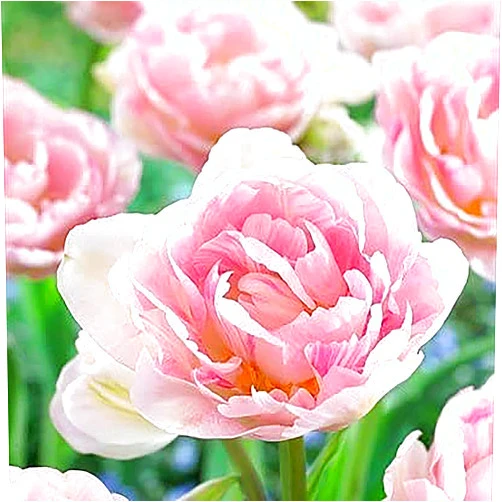 Marde Ross & Company 5 Angelique Double Late Pink Tulip Bulbs – Soft Pink Blooms with Double Petals – Large Flowering Perennial Tulips for Spring Gardens – Easy to Grow & Hardy