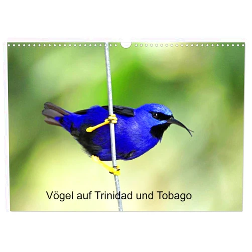 CALVENDO Vögel auf Trinidad und Tobago (Wandkalender 2025 DIN A3 quer), CALVENDO Monatskalender [Calendar] Dr. W. Brüchle, Weiterstadt