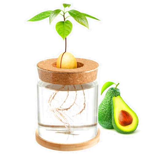 Biggun Avocado Tree Growing Kit - Avocado Pit Planting Bowl with Cork and Wooden Base, Cultivating Seedlings in Novel Way, Great Gift for Family Friends and Gardening Enthusiasts