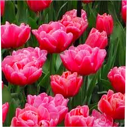 Boekee's Nursery 25 Quality Tulip Bulbs - Sunset Tropical (Double Bloom - Pink) - Imported from Holland