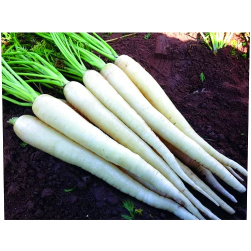 Liliana's Garden White Carrot “Lunar White” - Sweet Carrots in 60 Days | USA Grown Heirloom Seeds by Liliana's Garden |