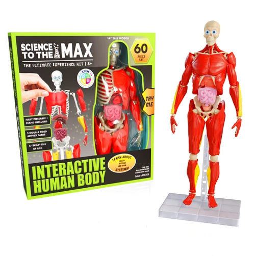 Be Amazing! Toys Interactive Human Body - 60 Piece Fully Poseable Anatomy Figure – 14” Tall Model - Anatomy Kit – Removable Muscles, Organs,Bones STEM Toy – Ages 8+