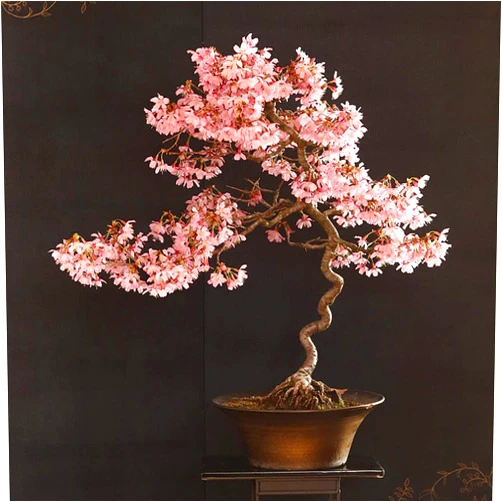 CZ Grain 20 Japanese Flowering Cherry Blossom Rare Bonsai Seeds - Pink Flowering Tree, Sakura Bonsai Seeds
