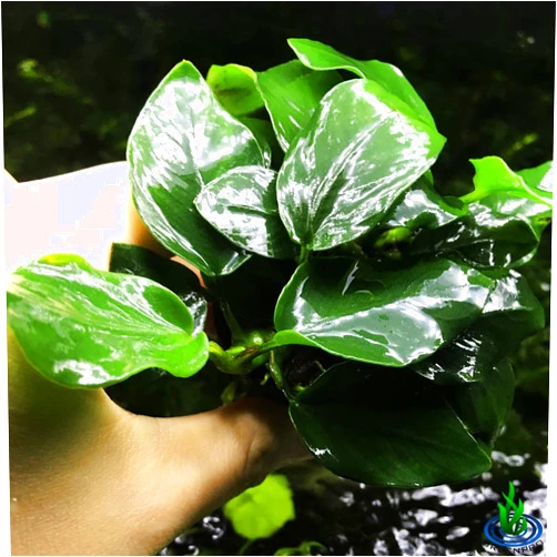 Greenpro Anubias Nana Thick Leaf Potted Live Aquarium Plant Easy 100% Snail Free Guanteed