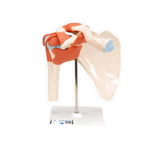 3B Scientific A80/1 Deluxe Functional Shoulder Joint - 3B Smart Anatomy