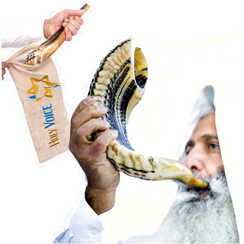 HOLY VOICE Handcrafted Kosher Ram Shofar from Israel – 14
