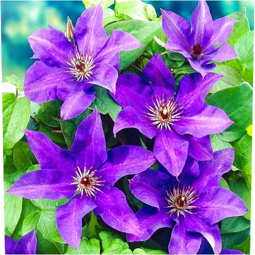 Wivolibe 50 Dark Purple Clematis Seeds Bloom Climbing Non-GMO, Heirloom Seeds Perennial Flower Seeds Garden Flower