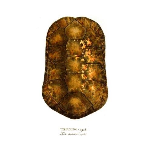 Posterazzi Testudo Cagado (1838) Poster Print by Johann Baptist von Spix (18 x 24)