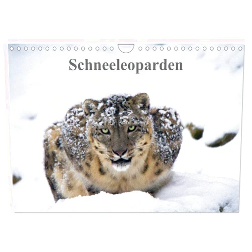 CALVENDO Schneeleoparden (Wandkalender 2025 DIN A4 quer), CALVENDO Monatskalender [Calendar] Cloudtail