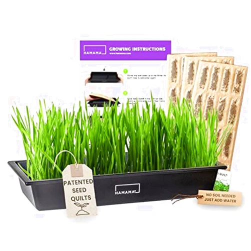 HAMAMA Microgreens Growing Kit Wheatgrass - Indoor Sprouts Mat - Seed Quilts Easy Setup Pack of 3 - Plastic Tray