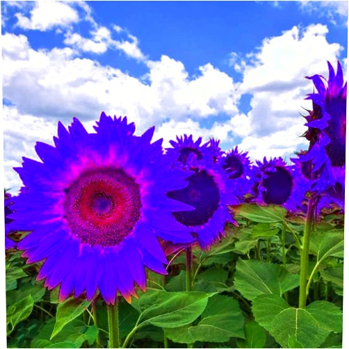 GMNP0di% Sunflower Seeds to Plant Purple Sunflower Seeds Ornamental Plant Home Garden Yard Farm Office Decor Non-GMO Seeds Purple Sunflower Seeds