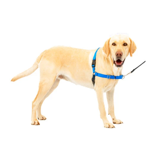 PetSafe Easy Walk No-Pull Dog Harness - The Ultimate Harness to Help Stop Pulling - Take Control & Teach Better Leash Manners - Helps Prevent Pets Pulling on Walks, Large, Royal Blue/Navy Blue