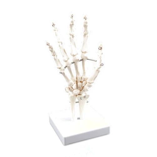 Vision Scientific VAJ210 Right Hand Skeleton with Articulated Joints | Shows Ulna and Radius, Portray Natural Movement of Human Hand | Instruction Manual
