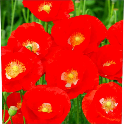 Eden Brothers Poppy Seeds - American Legion