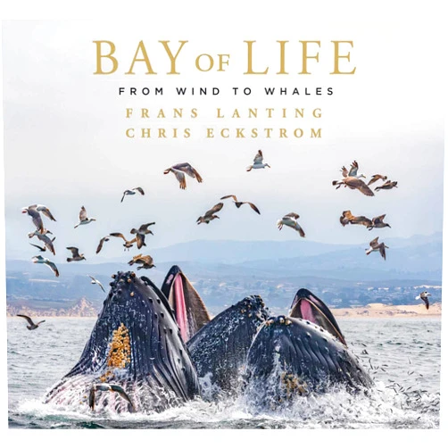 Frans Lanting,Chris Eckstrom,Leon Panetta Bay of Life: From Wind to Whales