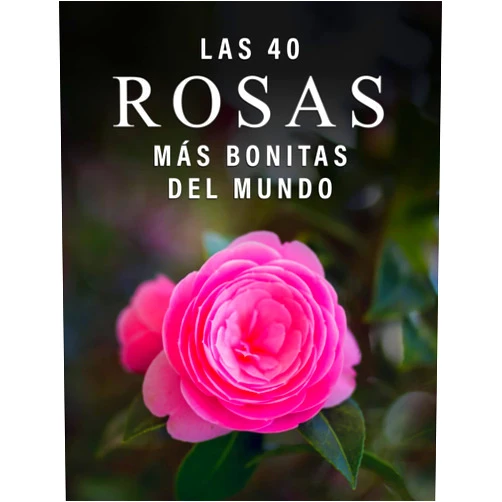 Libros de Trébol Azul Las 40 Rosas más Bonitas del Mundo: Un Libro de Fotografías a todo Color para Personas Mayores con Alzheimer o Demencia (La serie de libros ilustrados 
