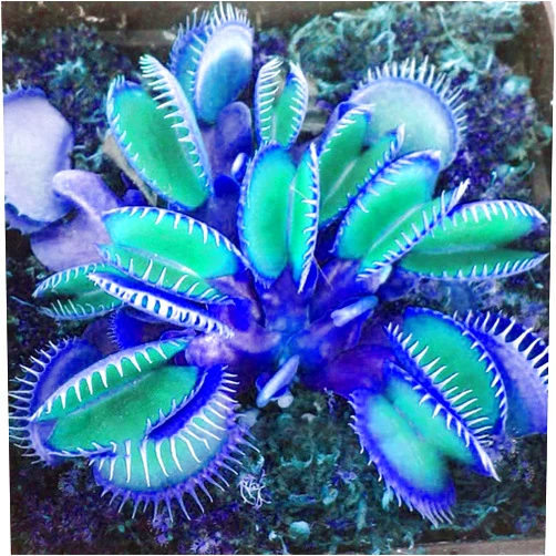QAUZUY GARDEN 20 Blue Clip Venus Flytrap Plant Seeds Rare Tropical Exotic Plant Very Hardy Heat Tolerance Perennial House Plant Easy to Grow