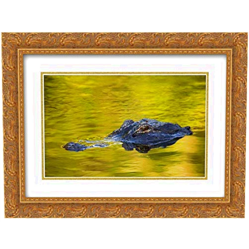 ArtDirect Morris, Arthur 18x15 Gold Ornate Framed and Double Matted Museum Art Print Titled FL, St Augustine American alligator