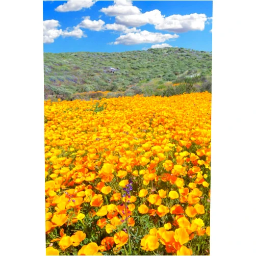The StewDawg Flower Field