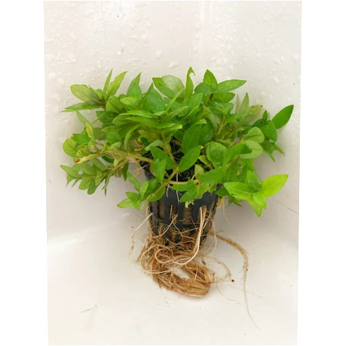 Shore Aquatic LLC Stuarogyne Repens Potted Freshwater Aquarium Plant