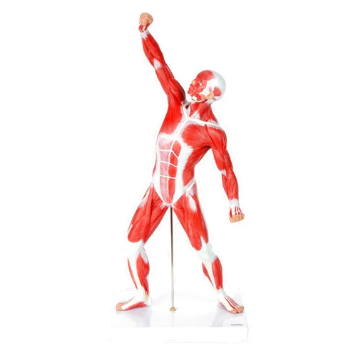 Axis Scientific 20” Mini Muscular System Model, Human Muscular Anatomy Model, Anatomy Models Human Body Muscles, Muscular Model, Includes Detailed Product Manual